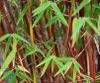 Stauden Gänge 1 x Fargesia scabrida 'Asian Wonder' im C2 Produktbild-Vorschau 7