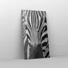 Bild auf Leinwand - Leinwandbild - Tiere Zebra gestreift - Produktbild-Vorschau 4