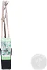 Bloomique - Wisteria Floribunda Alba - Blauregen Produktbild-Vorschau 2