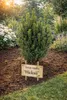 Stĺpovitý tis Hicksii 80–100 cm – Taxus media „Hicksii“ Náhľad obrázku produktu 5