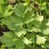Bloomique - Zestaw 3 szt. - Levisticum Officinale - Lubczyk Podgląd zdjęcia produktu 5