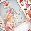 Magnetyczne puzzle - Nauka anatomii - Ciało człowieka Podgląd zdjęcia produktu 4