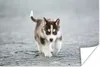 MuchoWow® Poster Husky-Welpe läuft über die Straße 180x120 Produktbild-Vorschau 1