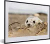 MuchoWow® MuchoWow® Gerahmtes Poster Robbe hinter Produktbild-Vorschau 1