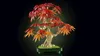 LEGO BOTANICALS 10348 Japanese Red Maple Bonsai Tree Anteprima dell’immagine prodotto 26
