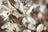 A close-up of white flowers on a branch. Produktbild-Vorschau
