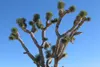 SAFLAX  - Albero di Giosuè - 10 semi - Con substrato - Anteprima dell’immagine prodotto 7