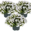 3er-Set - Campanula Ambella White - Glockenblume - Produktbild-Vorschau 1