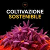 Safranwunder 5 g di zafferano in fili, zafferano premium Anteprima dell’immagine prodotto 7