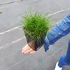 Kostrzewa miotlasta 1L Podgląd zdjęcia produktu 8