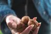 Natural Food Walnusse mit Schale, Vegan, Frisch und Lecker, Produktbild-Vorschau 5