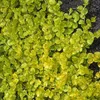 6 x penízovka  - Lysimachia nummularia 'Aurea'  | Květináč Náhled obrázku produktu 1