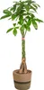 Pachira Aquatica con cesto in vimini - Altezza 120-140cm - Anteprima dell’immagine prodotto 1