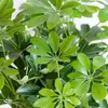 Schefflera Arboricola Nora - Brezová figovník - Izbová Náhľad obrázku produktu 6