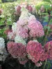Hydrangea paniculata Fraise Melba ® - Rispenhortensie Produktbild-Vorschau 2