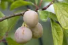 Prunus domestica 'Mirabelle von Nancy', gelb, 40 cm Produktbild-Vorschau 1