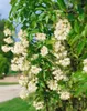 Staphylea colchica, Kolchische Pimpernuss, 60–80 cm Produktbild-Vorschau 9
