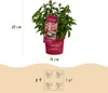 Hydrangea panniculata Groundbreaker Ruby - Hortensja - Podgląd zdjęcia produktu 3