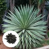 Semena Agave Angustifolia Variegata - balení 5 ks - Náhled obrázku produktu 1