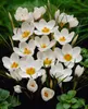 Krokus Jeanne d'Arc, witte bloembollen, 50 stuks. Productafbeelding-voorbeeld 2