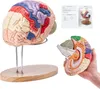 VEVOR Menschliches Gehirn Modell Anatomie, 2X Lebensgroßes Produktbild-Vorschau 1