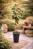 An avocado plant in a pot on a patio with garden furniture and plants in the background. Náhled obrázku produktu