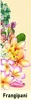 GKA Parfüm Öl Frangipani aus Frankreich Parfümöl Kosmetik Produktbild-Vorschau 3