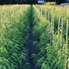Dixired - Pfirsich Buschbaum Produktbild-Vorschau 4