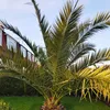 Semená Phoenix Canariensis - balenie 10 ks - Semená palmy - Náhľad obrázku produktu 4
