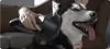 A person is using a vacuum cleaner attachment to groom a husky dog. Produktbild-Vorschau