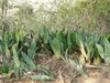 Sansevieria (Dracaena hyacinthoides)  - 5 plants Voir les images du produit 4