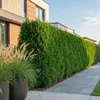 Green boutiQ - Haagplanten - Thuja occidentalis Smaragd - Voir les images du produit 5
