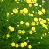 6 x Grünblättriges Heiligenkraut - Santolina rosmarinifolia Produktbild-Vorschau 2