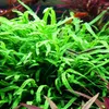Aquarium Pflanze 3 Stück Microsorum pteropus 'Trident' Produktbild-Vorschau 2