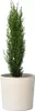 Toskanische Zypresse - Cupressus sempervirens 'Totem' - Produktbild-Vorschau 7