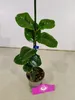 Sada 3 kamélií - Camellia japonica 'Kramer's Supreme', Náhľad obrázku produktu 6
