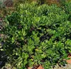 Pittosporum tobira - wawrzyn australijski 30-40 cm - Podgląd zdjęcia produktu 3