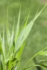 Japanisches Berggras, im Topf - Hakonechloa macra Produktbild-Vorschau 5