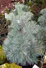 Pinus strobus Secrest  - Zwerg-Weymouths Kiefer  - 70-80cm Produktbild-Vorschau 2