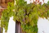 Parthenocissus tricuspidata 'Veitchii', Wilder Wein, 40–60 Produktbild-Vorschau 2