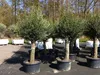 Olivenbaum Olive "60 Jahre" 200 - 240 cm, beste Qualität, Produktbild-Vorschau 1