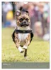 Mops-Rennen (Wandkalender 2027 DIN A4 hoch), CALVENDO Produktbild-Vorschau 4