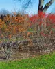 Ilex verticillata, Winterbeere, 60–80 cm, leuchtend rote Produktbild-Vorschau 10