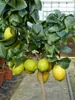 Grünwaren: echter Zitronenbaum 70 - 100 cm Zitrone Citrus Produktbild-Vorschau 3