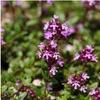 Planten van Frank | 60 stukken Kriechthymiaan 'Coccineus' | Productafbeelding-voorbeeld 2