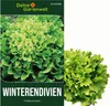 Winterendivien Gialla a cuore Samen - Cichorium endivia - Produktbild-Vorschau 1