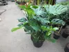 XXL Monstera delicosa 80-100 cm - Köstliche Fensterblatt - Produktbild-Vorschau 2