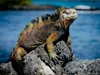 Calvendo Ein Motiv aus dem Kalender Leguane auf Galapagos Produktbild-Vorschau 2