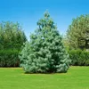 Tränen-Kiefer 70-80 cm, im Topf - Pinus wallichiana, Produktbild-Vorschau 8