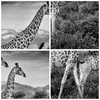 Bilder auf glas - Einteilig - Giraffen Schwarzweiß Produktbild-Vorschau 8
